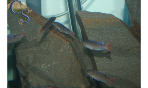 Cyprichromis leptosoma utinta